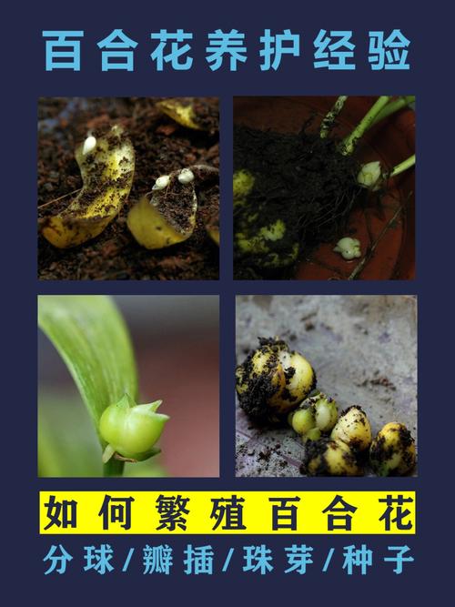 百合花球种植方法(1)