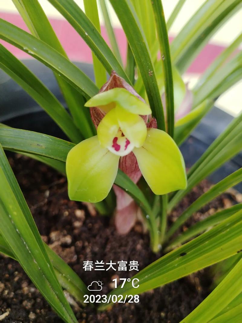 富贵兰花属于哪个品种(1)