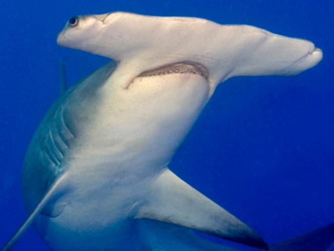 世界上最大的双头鲨鱼(1)