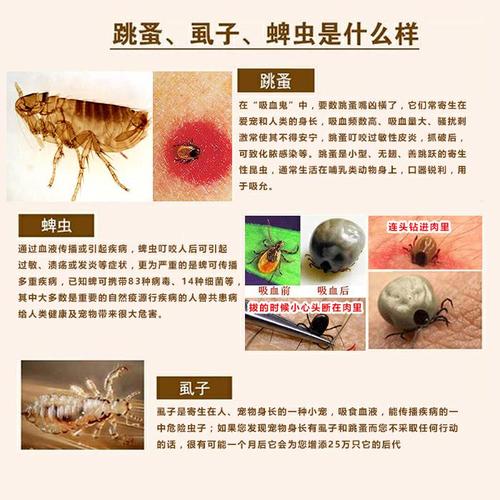 跳蚤和虱子怎样区分(1)