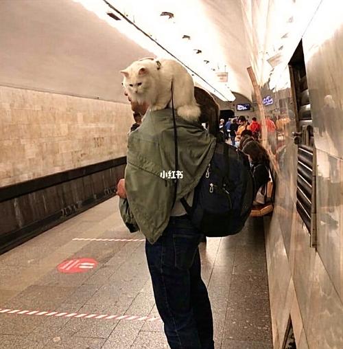 背着猫包可以坐地铁吗