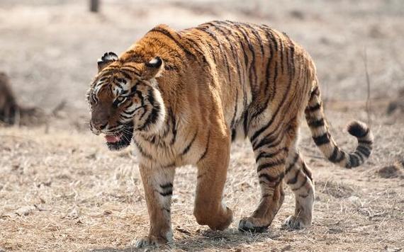 世界上最强的老虎排名(1)