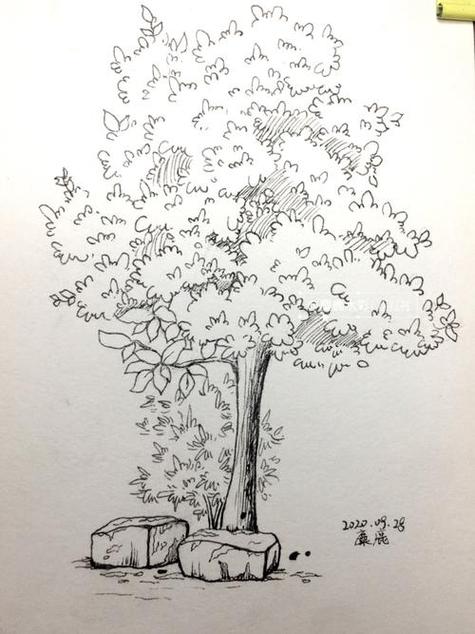 怎么画一颗大树的铅笔画(1)
