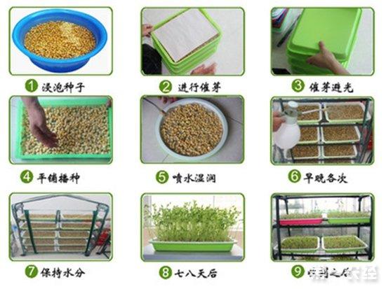 家里种菜方法(1)