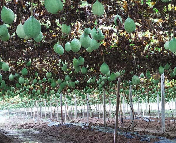 瓜蒌种植技术和时间