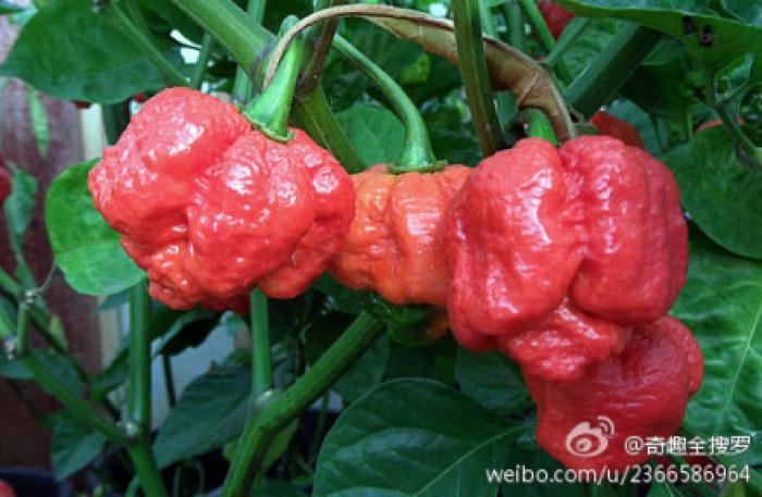 世界上第一辣的辣椒