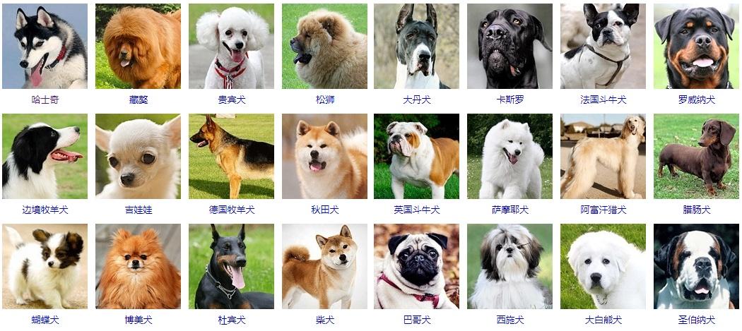狗的种类有几种(1)