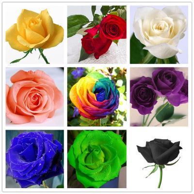 玫瑰花有几种颜色(1)