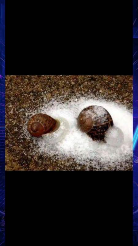 蜗牛为什么怕盐 蜗牛遇到盐真的会融化吗