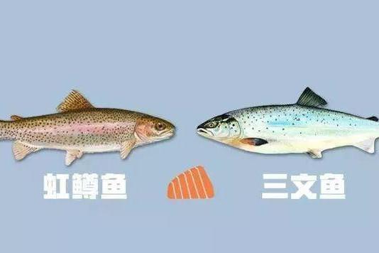 三文鱼是淡水鱼还是海里的鱼(2)