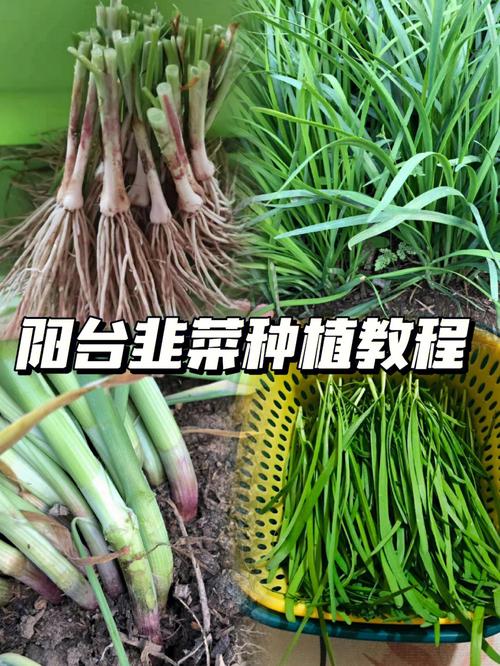 韭菜芽的培育方法(1)
