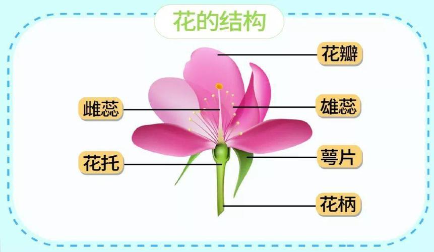 花的结构是什么(1)