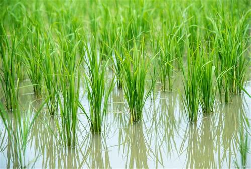 水稻属于什么植物(1)