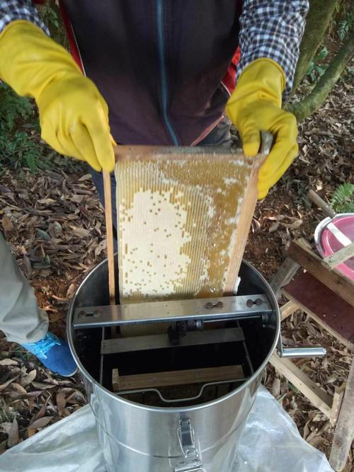 如何割蜂蜜才安全(1)