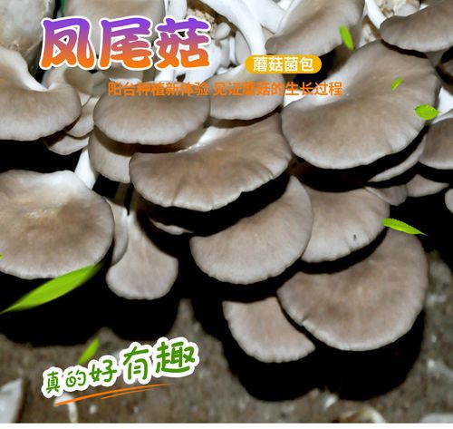 请问凤尾菇的详细种植方法(1)