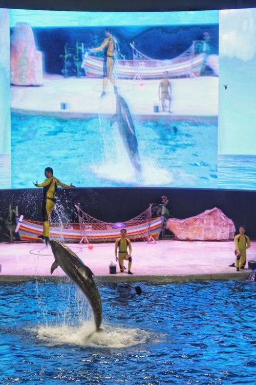 北京海洋馆海豚海狮表演多长时间(1)