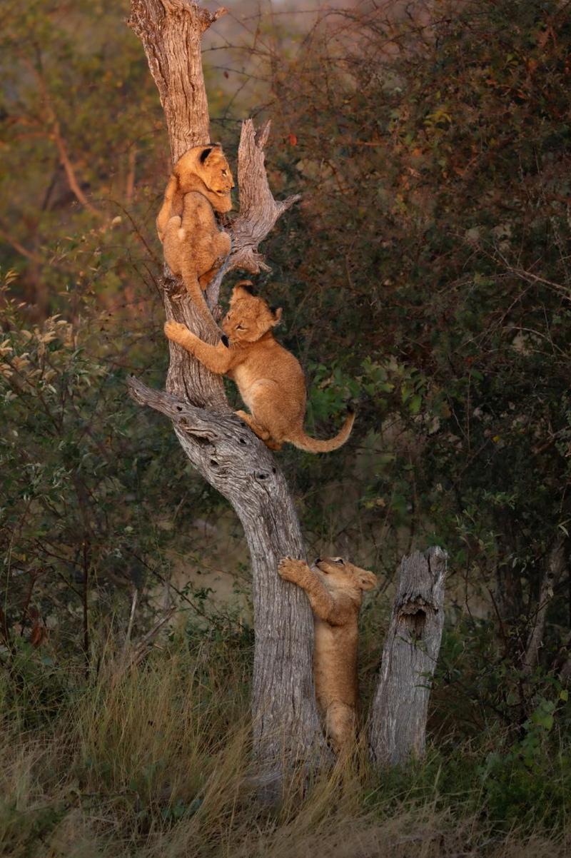 狮子有爪子为什么不擅长爬树