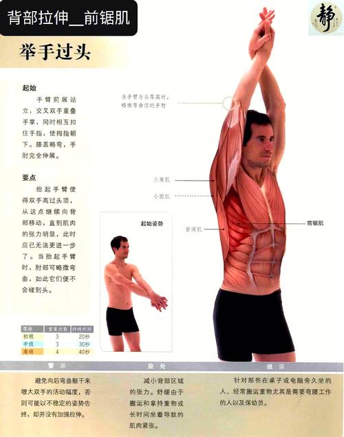 背肌和三角肌和肱二肱三头肌如何拉伸(1)