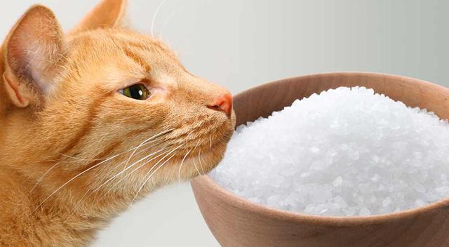 猫吃盐吗(1)