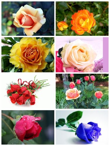 玫瑰花有几种颜色