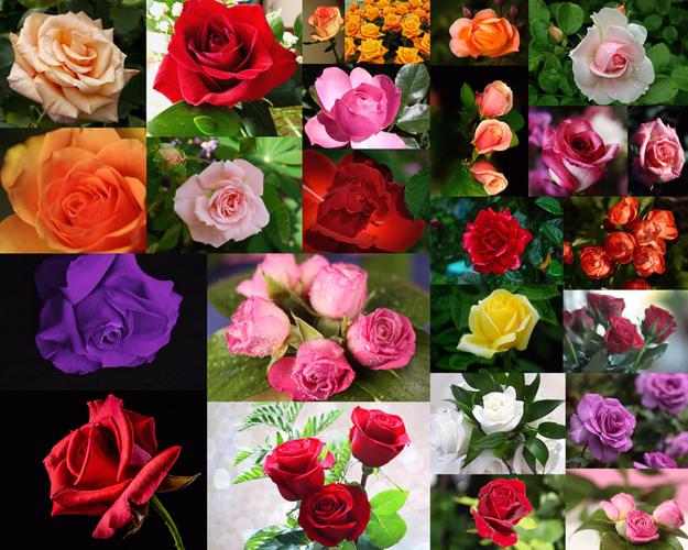 玫瑰花有几种颜色(2)
