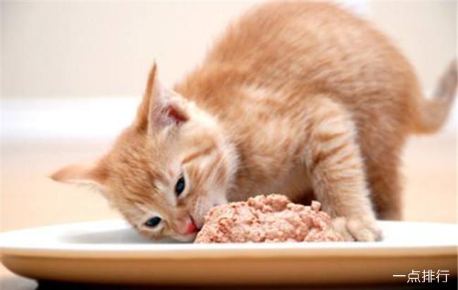 猫咪喜欢吃什么食物(1)