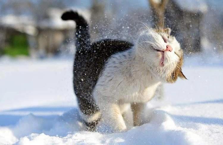 下雪出生的小猫起名字