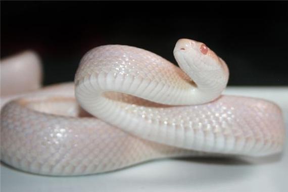 白色的蛇有哪几种