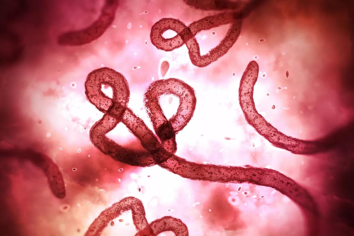 伊波拉病毒真的存在吗(3)