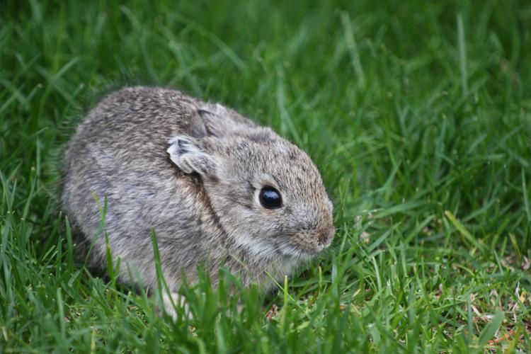 微兔是什么