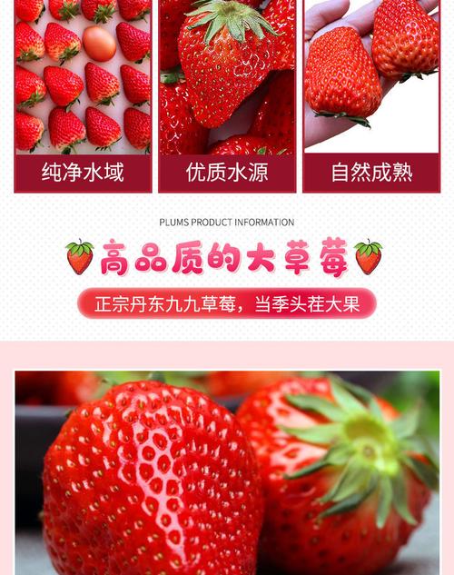 丹东九九草莓和甜宝草莓是一个品种吗