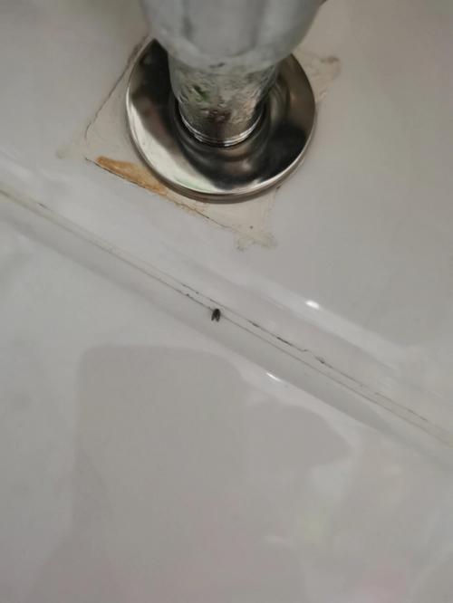 怎样去掉厕所里的小飞虫(1)