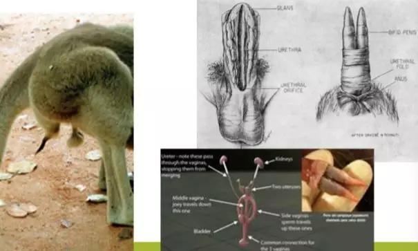 袋鼠的生殖特点和过程(1)