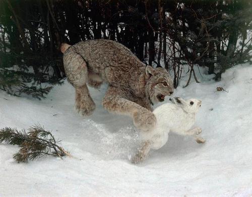 雪貂为什么能抓兔子(1)
