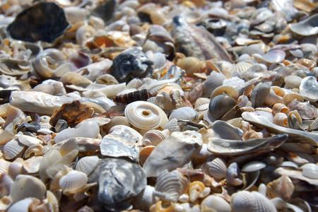 沙滩的小贝壳叫什么