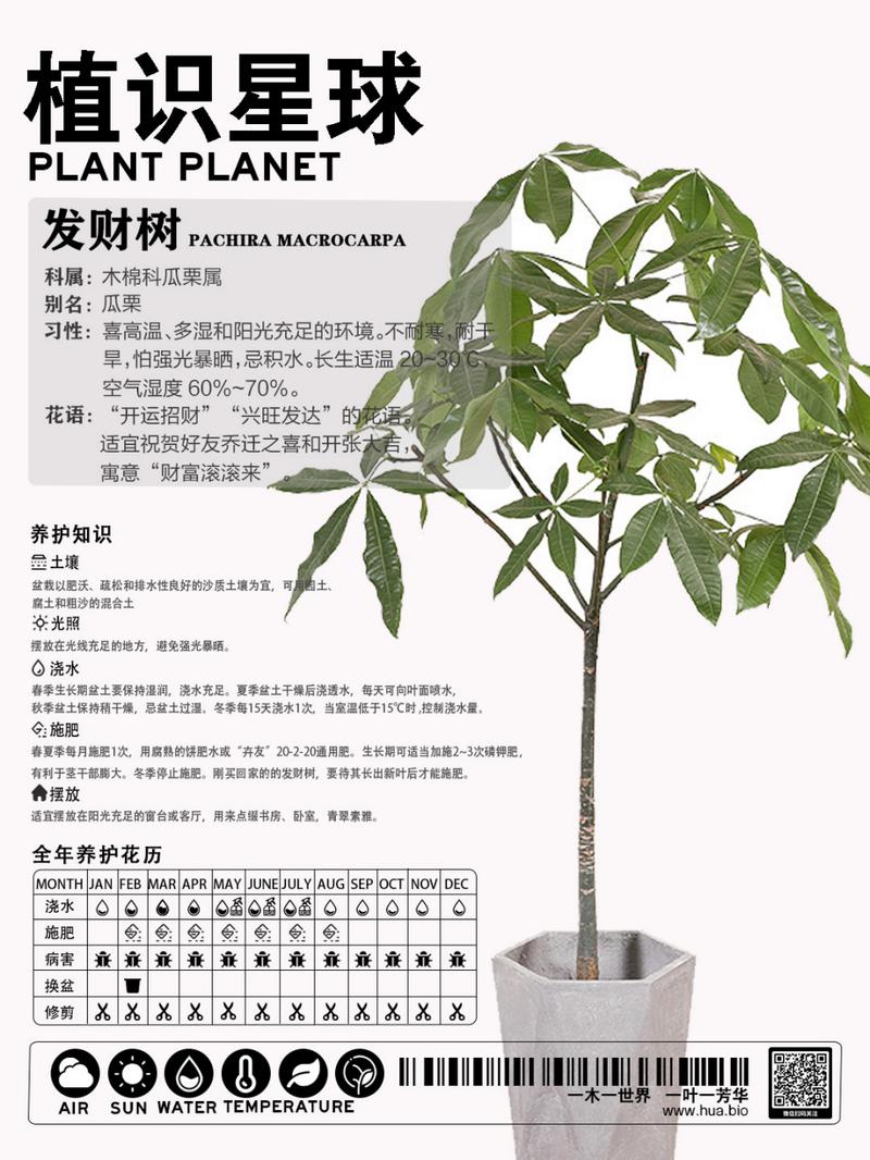 小发财树的养殖方法(1)