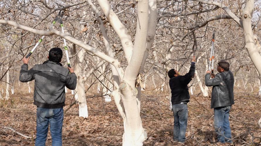 核桃树啥时间修剪和怎样修剪核桃树
