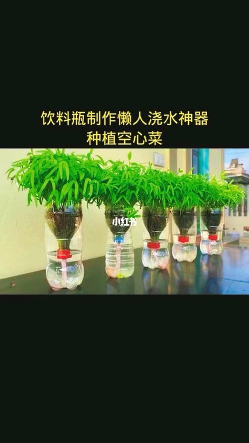家庭矿泉水瓶种菜方法(1)