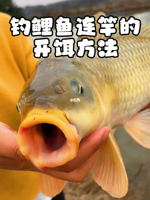 钓鲤鱼的方法(1)