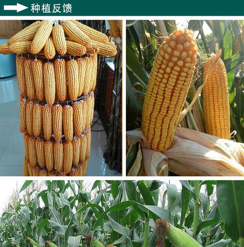 杂交玉米哪个品种最好(1)