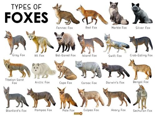 关于狐狸有哪些介绍(1)
