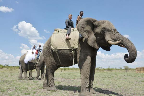 非洲大象族与外界通婚吗