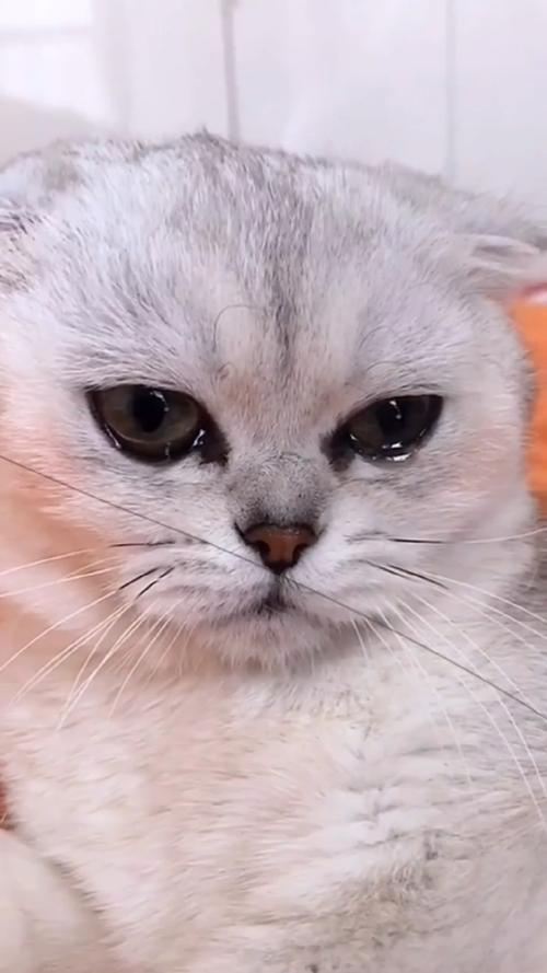 猫咪为什么突然哭了