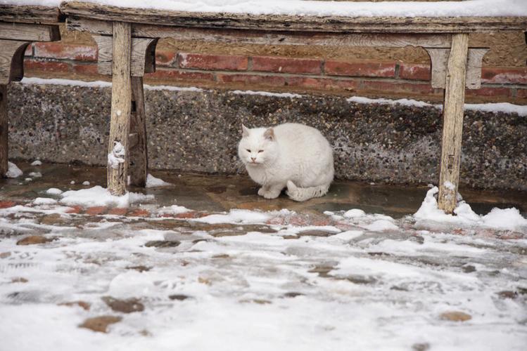 农村下雪小猫会去哪里