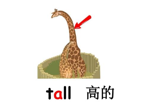 tall怎样读(1)