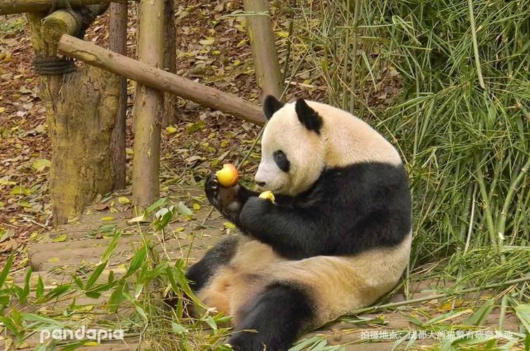 为什么大熊猫吃苹果有时吃肉