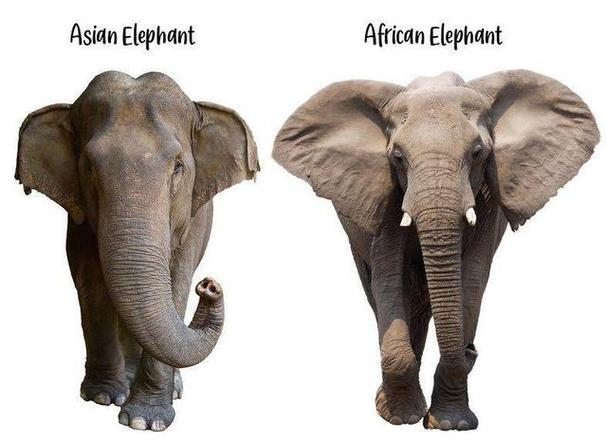 像和象的区别及用法(1)