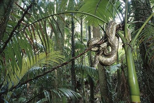 罗霄山原始森林真有大蟒蛇吗