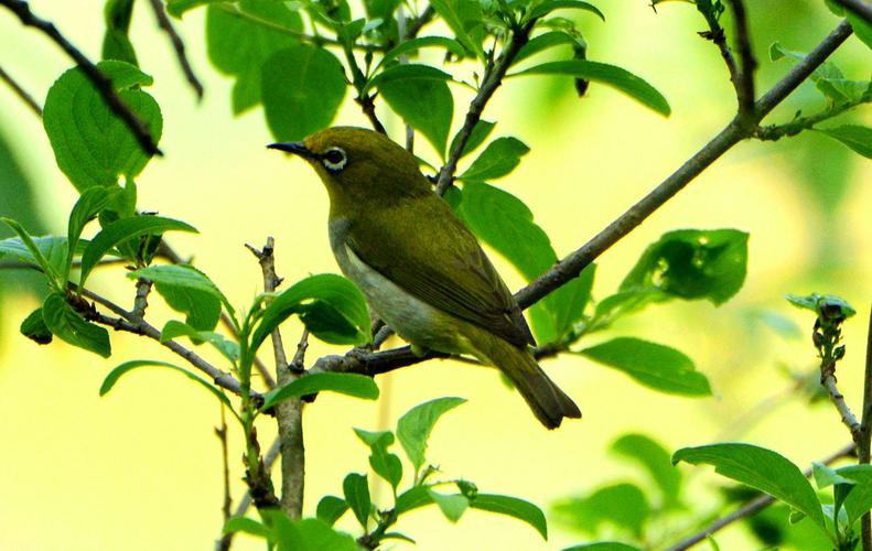 四川全身绿色的鸟是什么鸟(1)