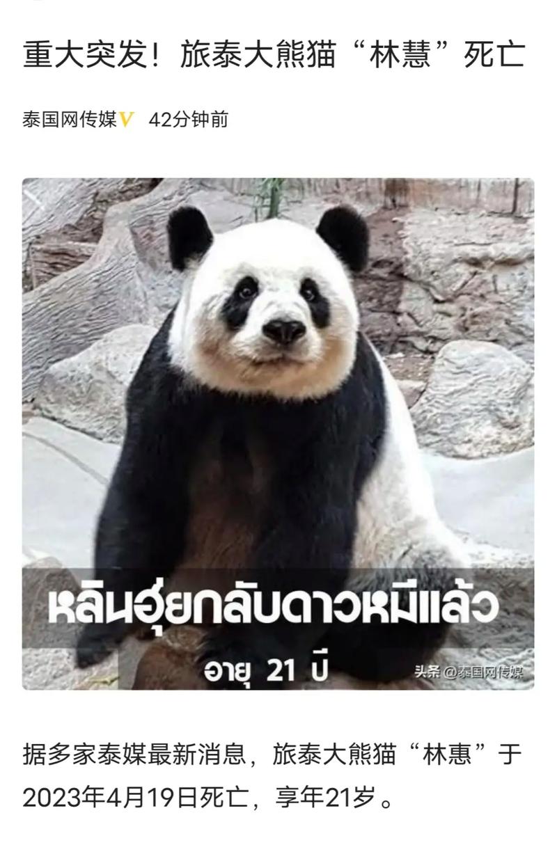 泰国人喜欢大熊猫吗